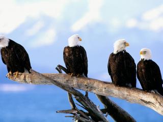 обои Wild and Free, Bald Eagles фото