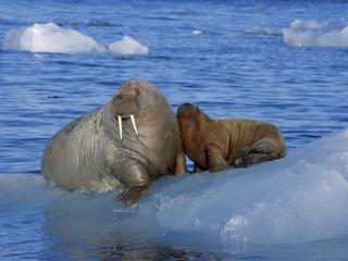 обои Ice Cold, Walruses фото