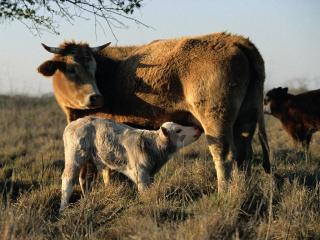 обои Корова с телёнком фото