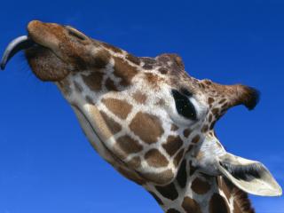 обои Reticulated Giraffe фото