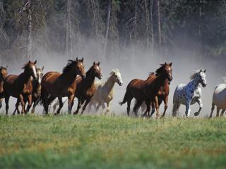 обои Roundup on the Ranch, Montana фото