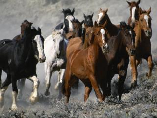 обои Stampede фото