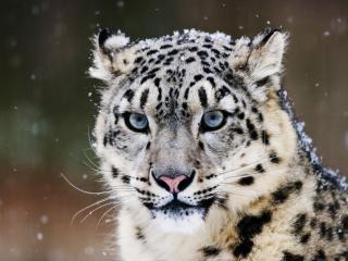 обои для рабочего стола: Snow Leopard