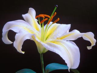 обои для рабочего стола: Oriental Lily