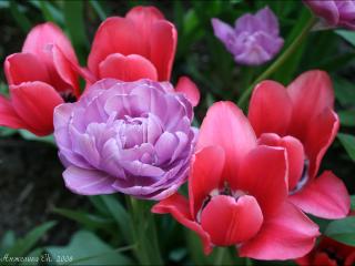 обои Цветущие тюльпаны фото