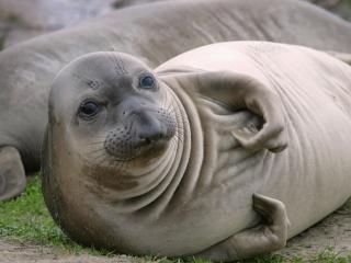 обои Elephant Seal Pup, Aсo Nuevo State Reserve, California фото