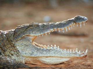 обои Оскал крокодила фото