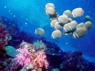 обои Серые рыбки на коралловом рифе фото