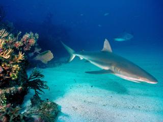 обои для рабочего стола: Рифовая акула на охоте