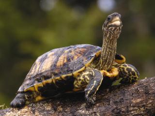обои Brown Wood Turtle фото