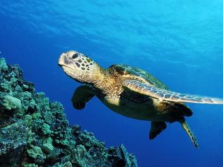 обои Green Sea Turtle фото