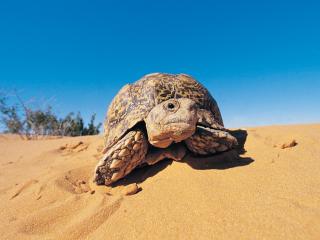 обои Leopard Tortoise, Kalahari Desert фото