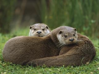 обои Female European Otters фото