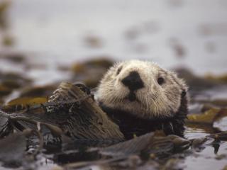 обои Floating Amongst the Kelp, Sea Otter фото