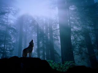 обои Warming Up for the Night s Howl, Gray Wolf фото