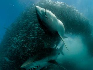 обои Белые акулы на охоте фото
