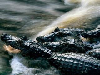 обои Крокодилы в потоке воды фото