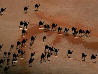 обои Верблюды в пустыне (вид сверху) фото