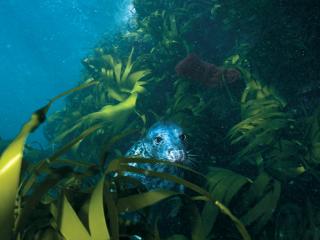 обои Морской лев выглядывает из водорослей фото