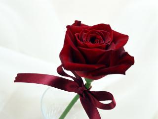 обои Бордовая роза с лентой фото