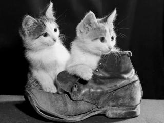 обои Puss in Boots фото