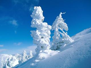 обои Деревья занесло снегом фото