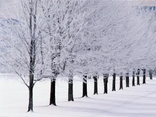 обои Ряд зимних деревьев в снегу фото