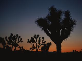 обои Много кактусов в пустыне фото