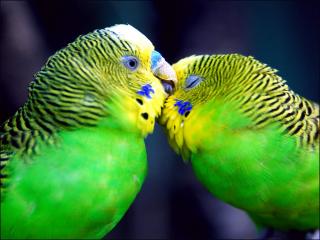 обои Волнистые попугайчики фото