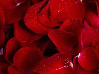 обои Красные лепестки роз фото