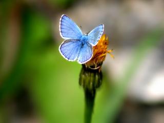 обои Голубая бабочка на цветке фото