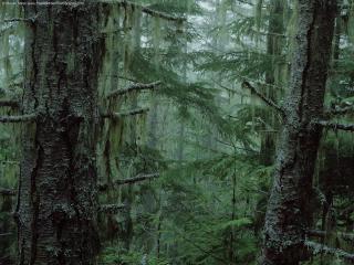 обои Темный лес фото