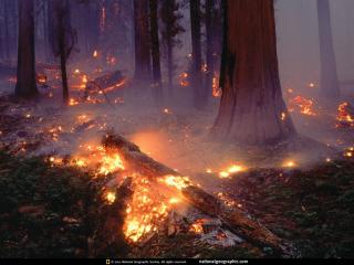 обои Пожар в лесу фото