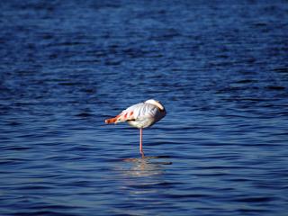 обои для рабочего стола: Flamant rose