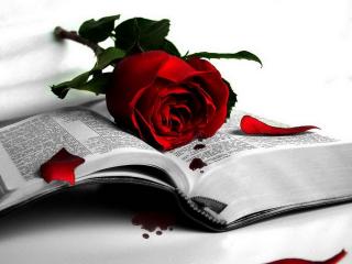 обои Книга и красная роза фото