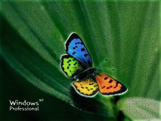 обои Windows и бабочка фото