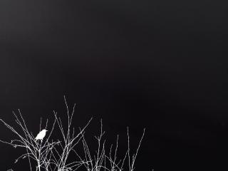 обои Птичка на кустах в ночи фото