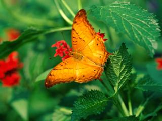 обои Необычной окраски бабочка фото
