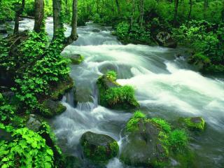 обои Весенний ручей, в ярком зеленом лесу фото
