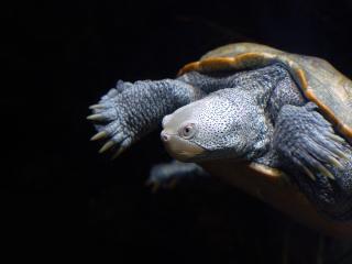 обои для рабочего стола: Baltimore turtle