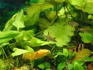 обои Желтая рыбка среди зелени фото