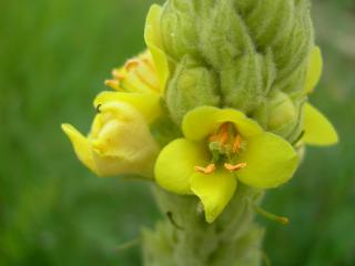 обои для рабочего стола: Verbascum желтый