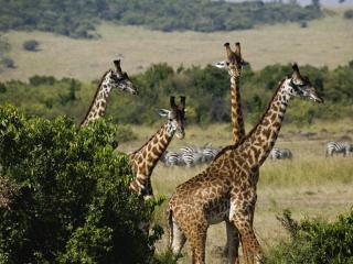 обои Giraffes, Masai Mara Game Reserve, Kenya фото