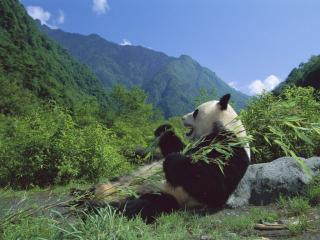 обои Giant Panda Eating Bamboo, Wolong Nature Reserve, Sichuan, China фото