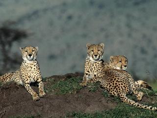 обои Семья гепардов фото