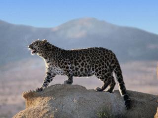 обои Леопард на скале фото