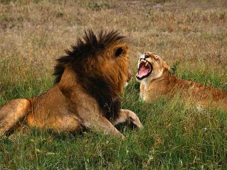 обои Лев и львица ссорятся фото