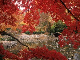 обои для рабочего стола: Садовый пруд осенью, под багровыми листьями ветвей