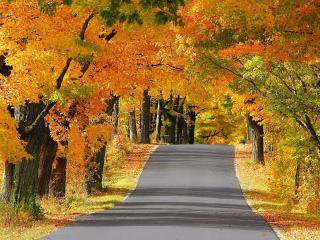 обои Дорога в Осеннем парке фото