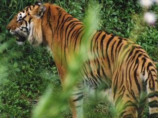 обои Тигр в джунглях фото